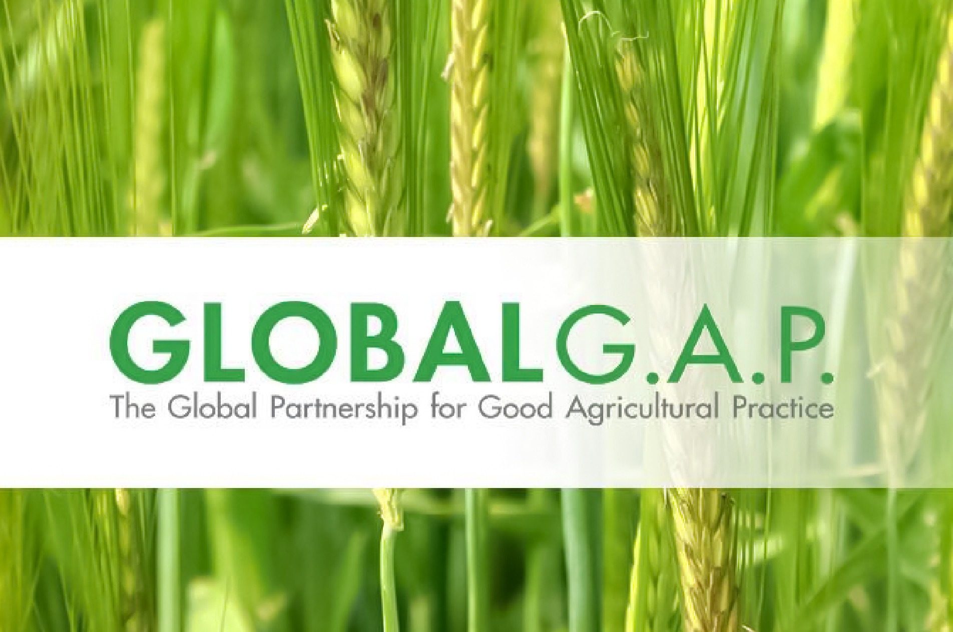 GLOBAL GAP (Good Agricultural Practices)